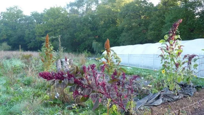 jardin-eden_permaculture_jardin-foret_Concoret_DestinationBroceliande