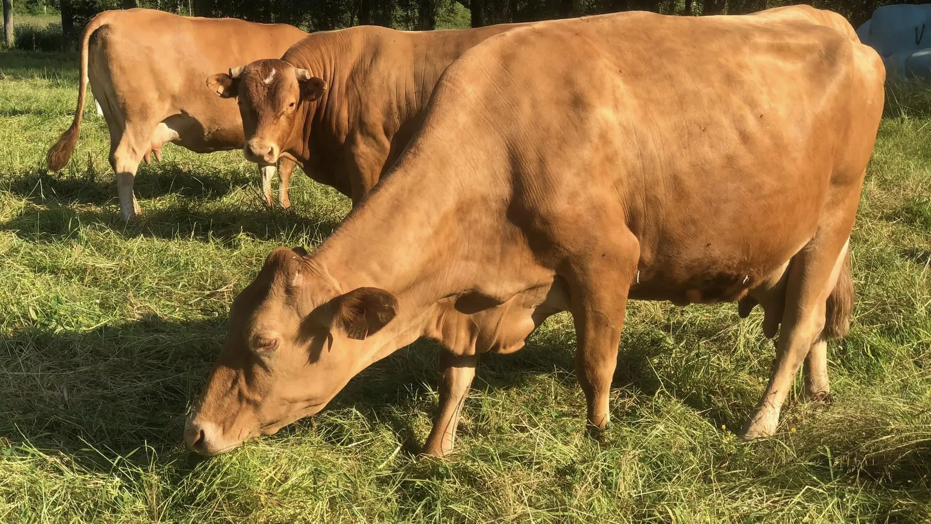 358546461_1010663243279026_3265771359450630835_n