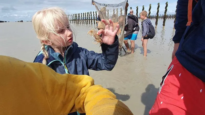 La Fée Cocoon - Cherrueix