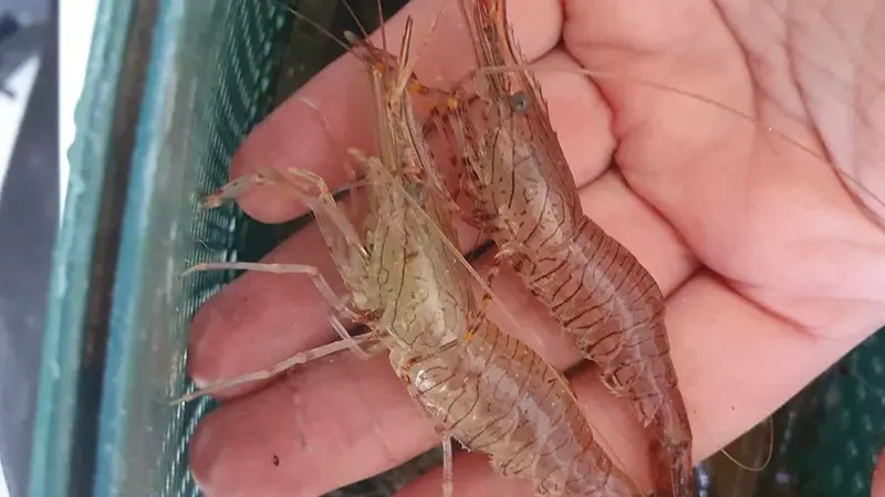 La Fée Cocoon - Cherrueix