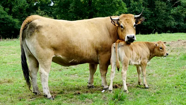 vache aubrac