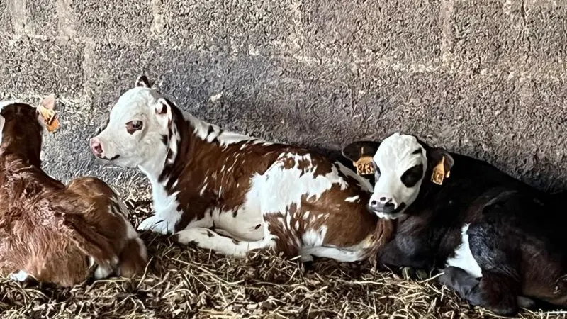 Gîte - Ty An Poul - Guégon - Josselin - Brocéliande - Morbihan