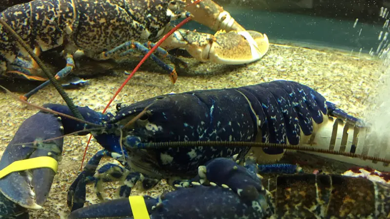 Hôtel de France - Camaret