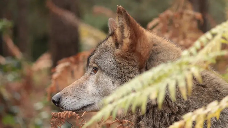 Les loups de Coat Fur