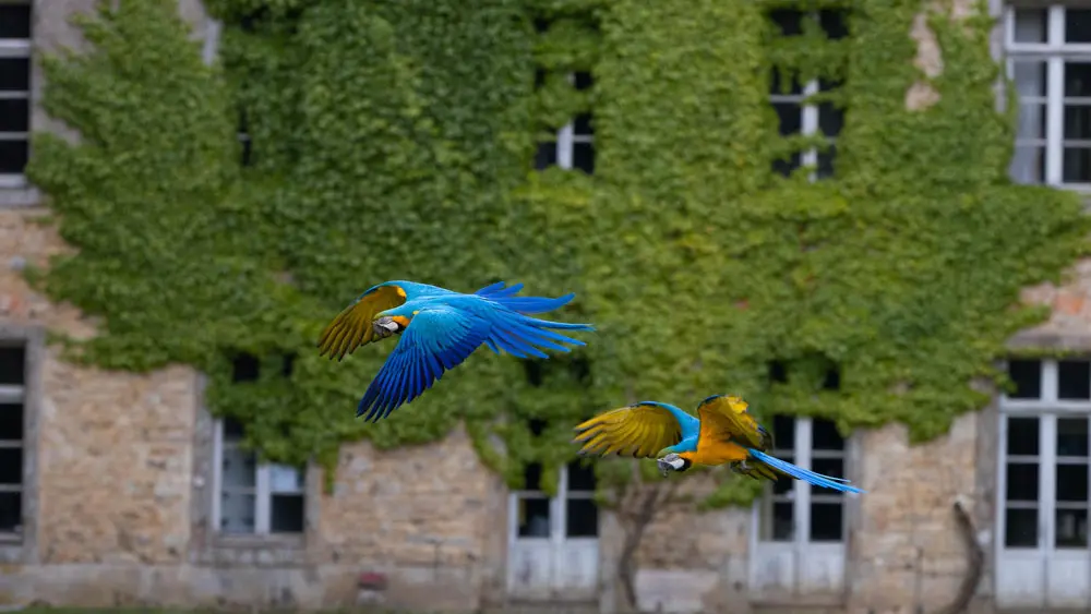 Parc de Branféré - Parc animalier, botanique et Parcabout