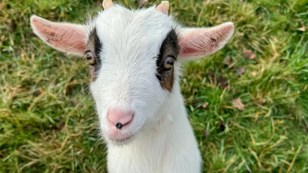 Hôtel Naeco Erdeven