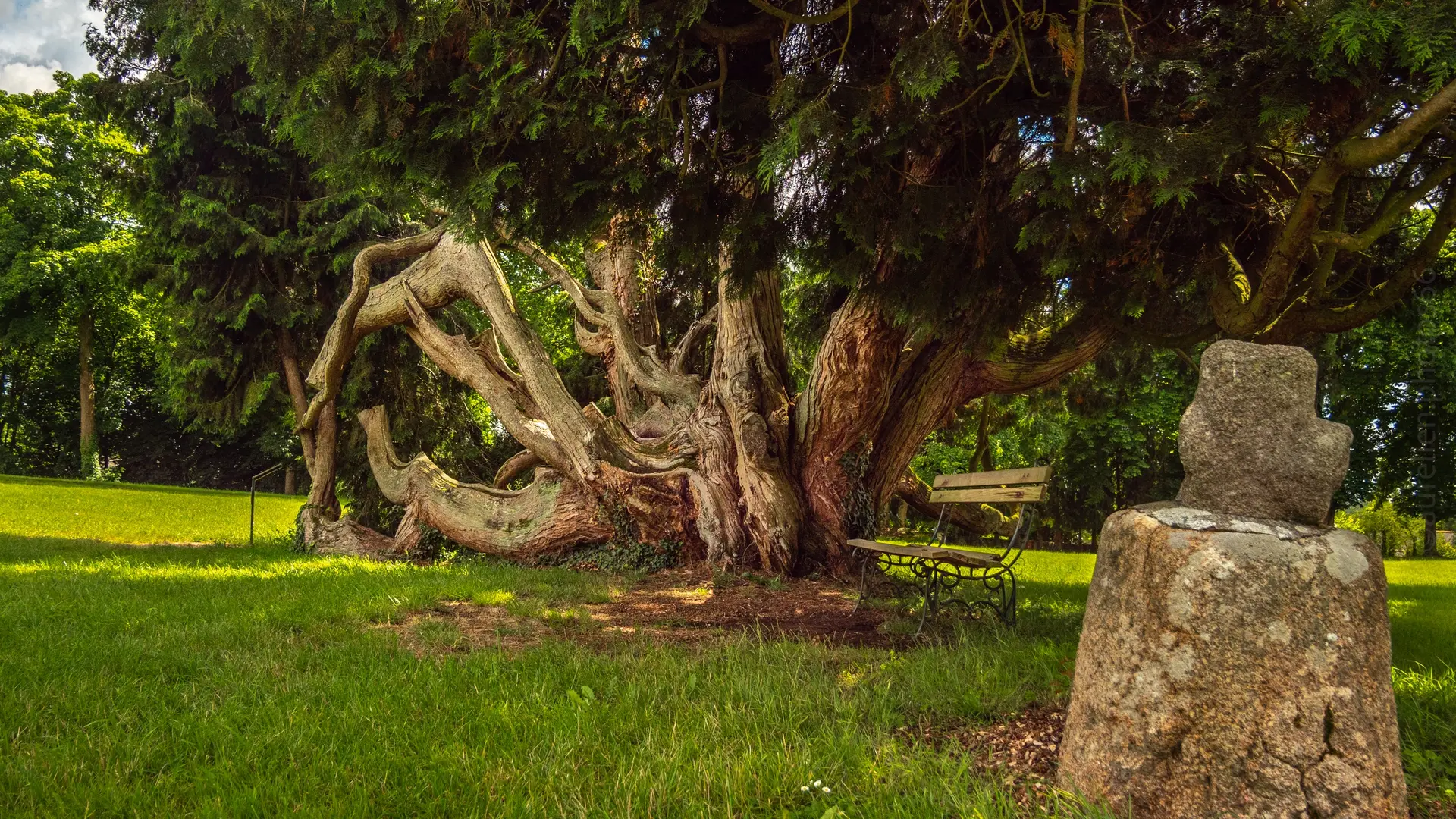 Arbre_tronc_artistique_ratio_Parc du Château de Combourg