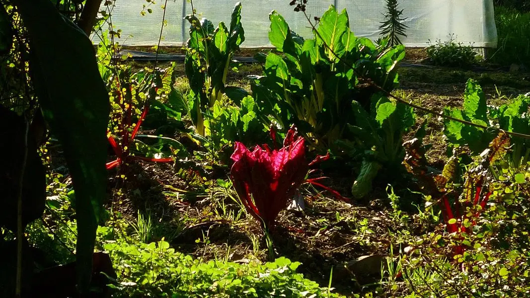Betteraves et blettes au jardin