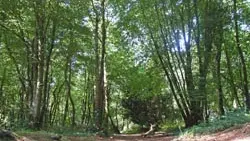 Bois-du-Nevet