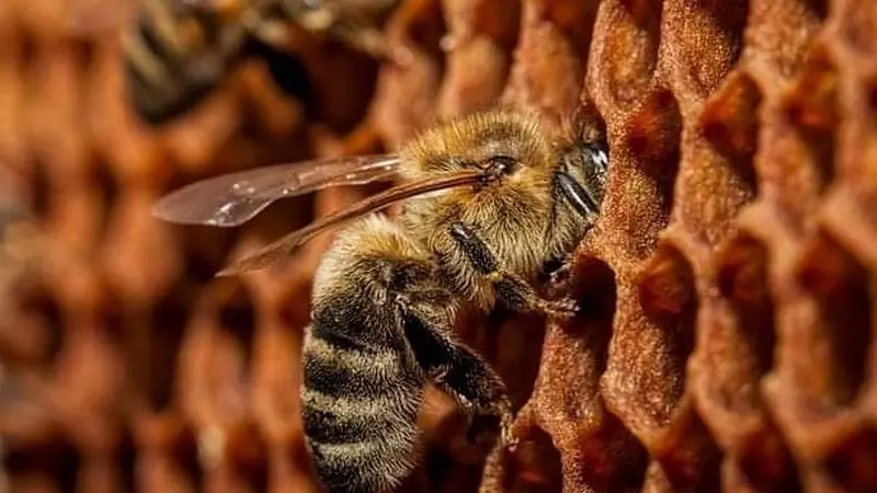BZzzH Apiculture - Quily - Val d'Oust - Morbihan