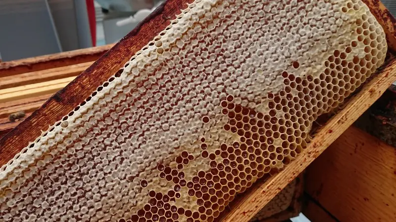 BZzzH Apiculture - Quily - Val d'Oust - Morbihan