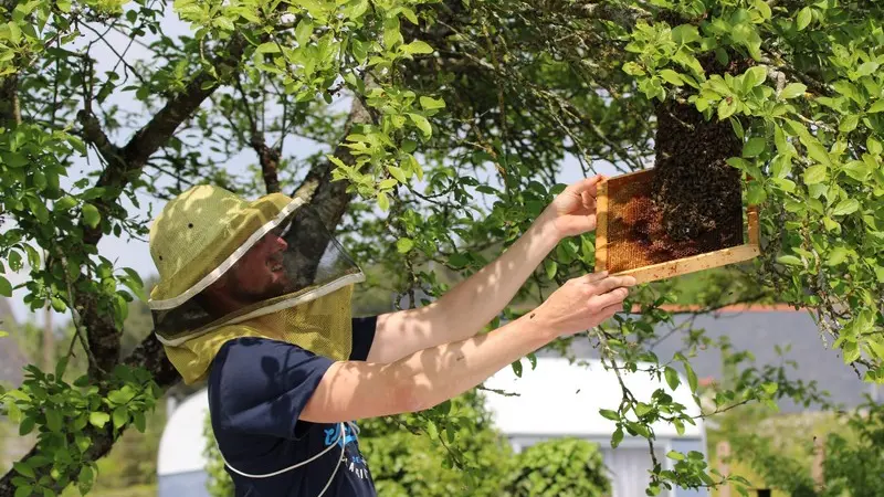BZzzH Apiculture - Quily - Val d'Oust - Morbihan
