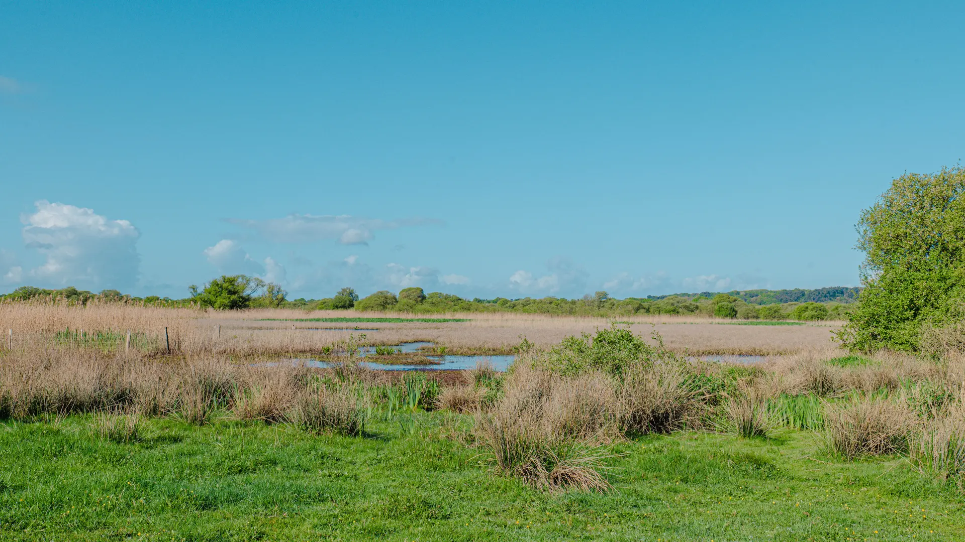 CHAPELLE-DE-BRAIN - Marais de Gannedel - bauthamy madoline (56 (1)