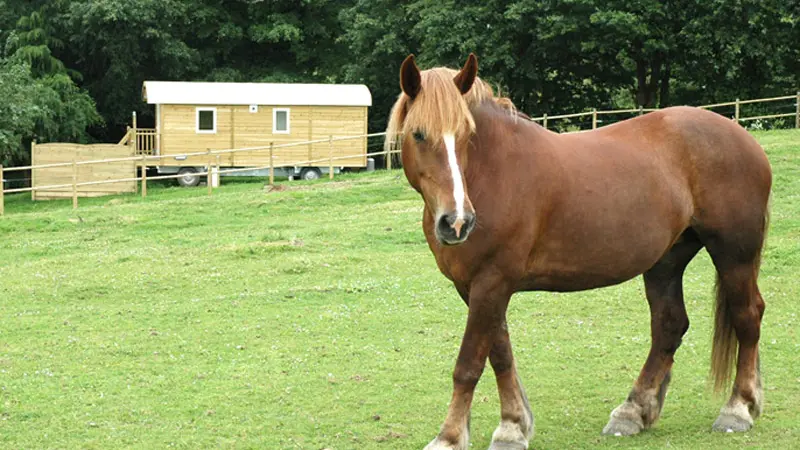 Roulottes de Bretagne