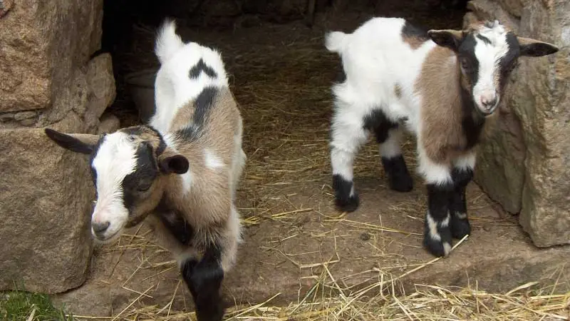 Ecomusée de la Ferme d'Antan