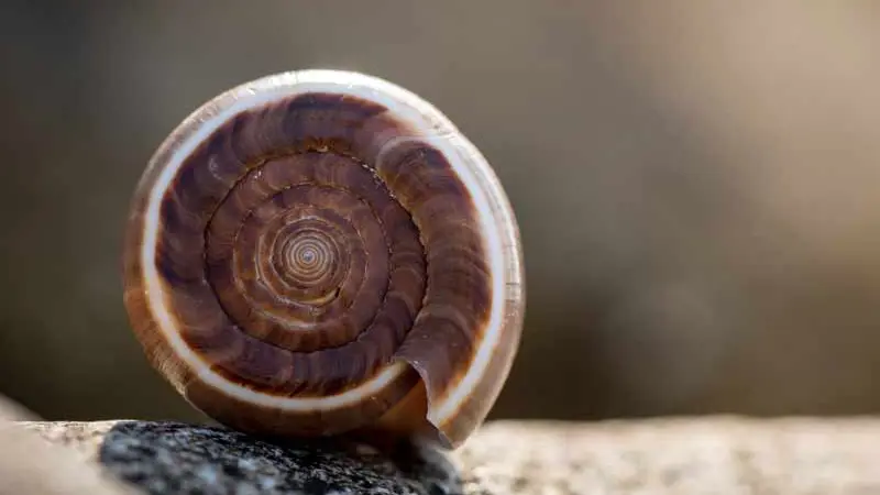 Musée de l’Amiral