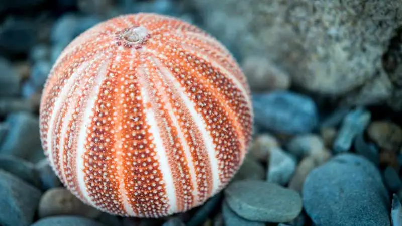 Musée de l’Amiral