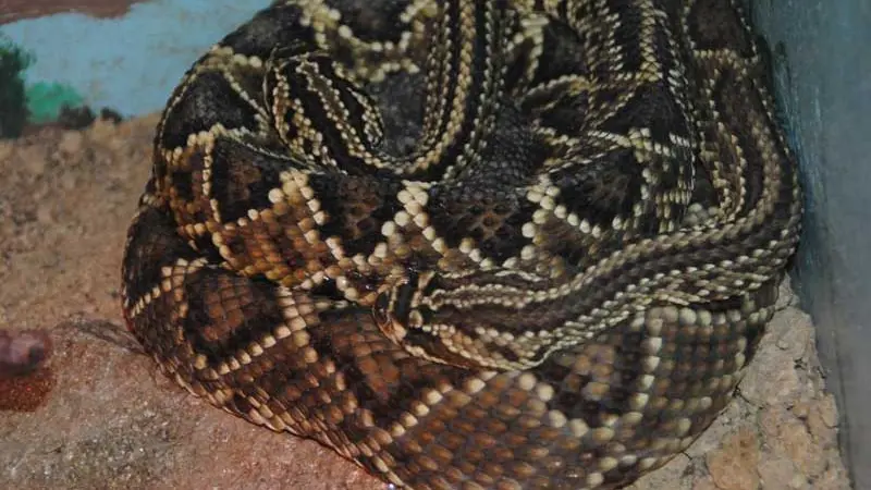 Terrarium de Kerdanet