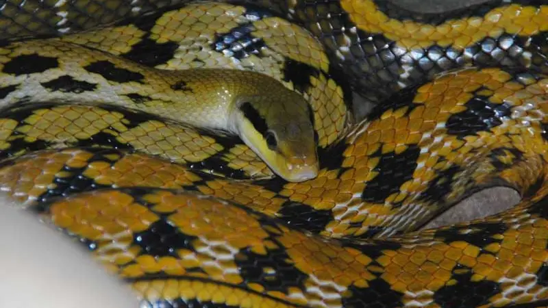 Terrarium de Kerdanet