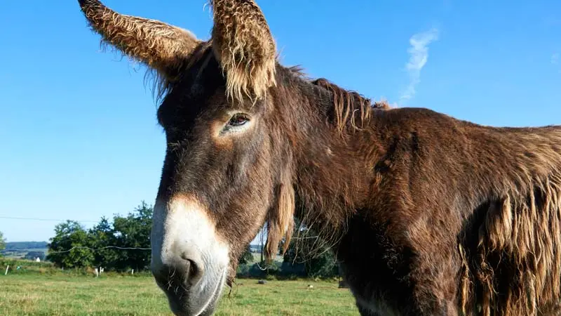 Camping la Ferme de Croas Men