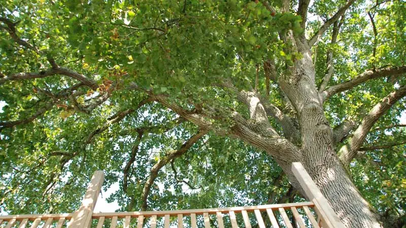 Cabanes perchées de la Bourousais