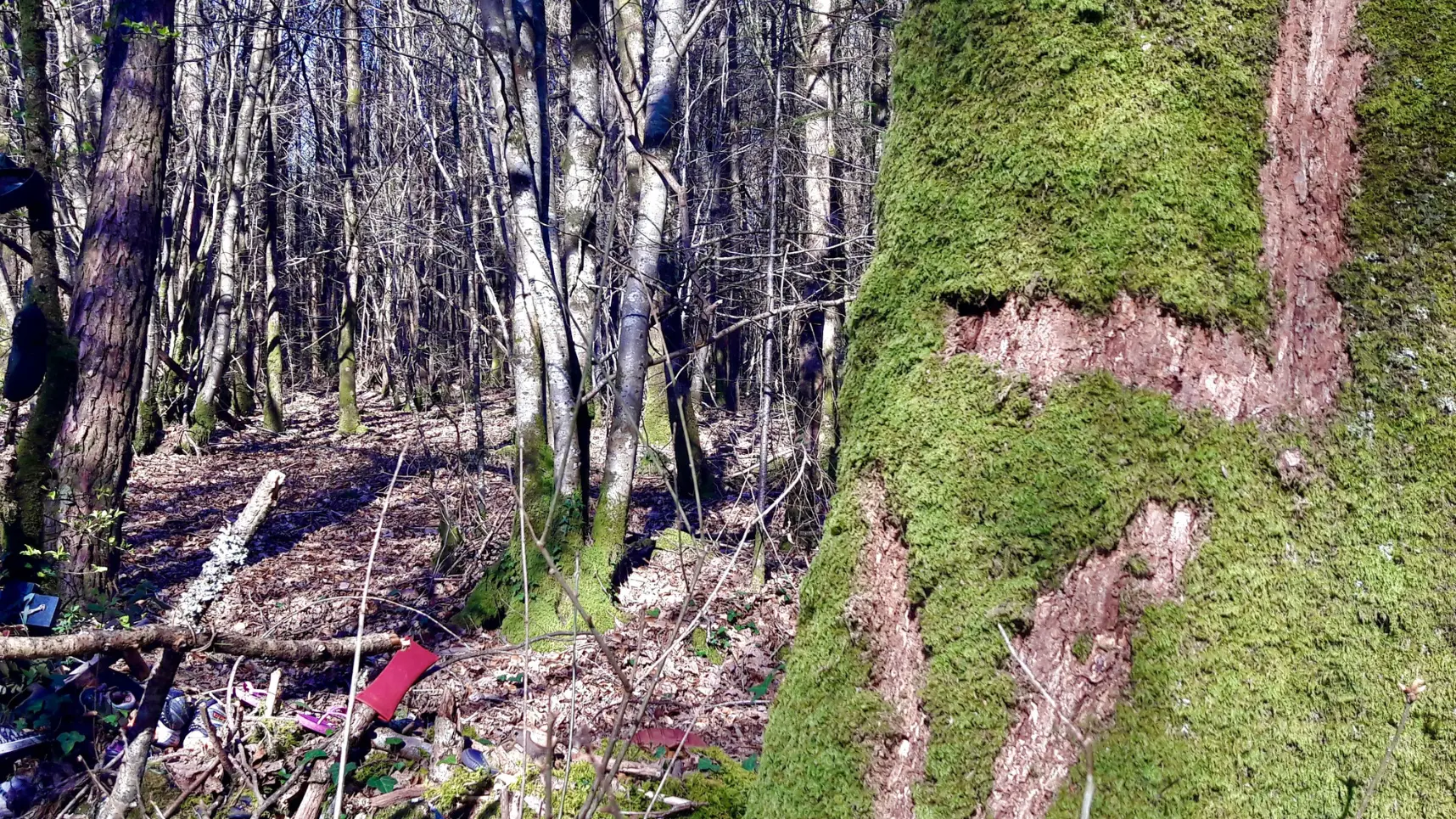 Chêne Bé-Er-Sant (Tombe du Saint)