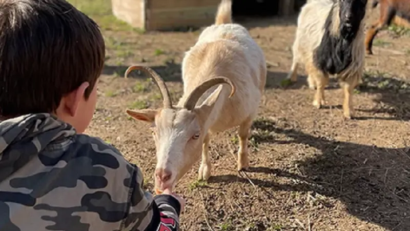 Tousàlaferme_Mauron_DestinationBrocéliande