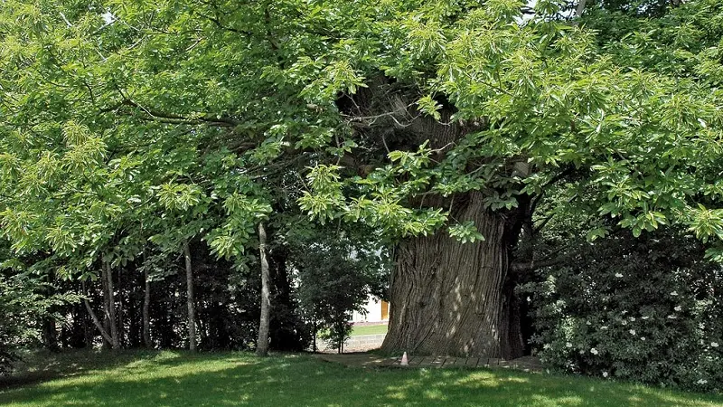 Chataignier du Pas aux Biches - Campénéac - arbre remarquable - Bretagne