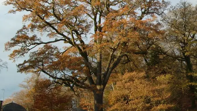 Chêne_automne_kerguéhennec©F.Lepennetier