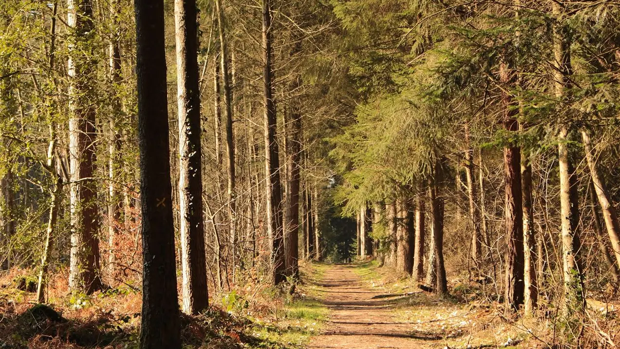 Forêt de Montfort
