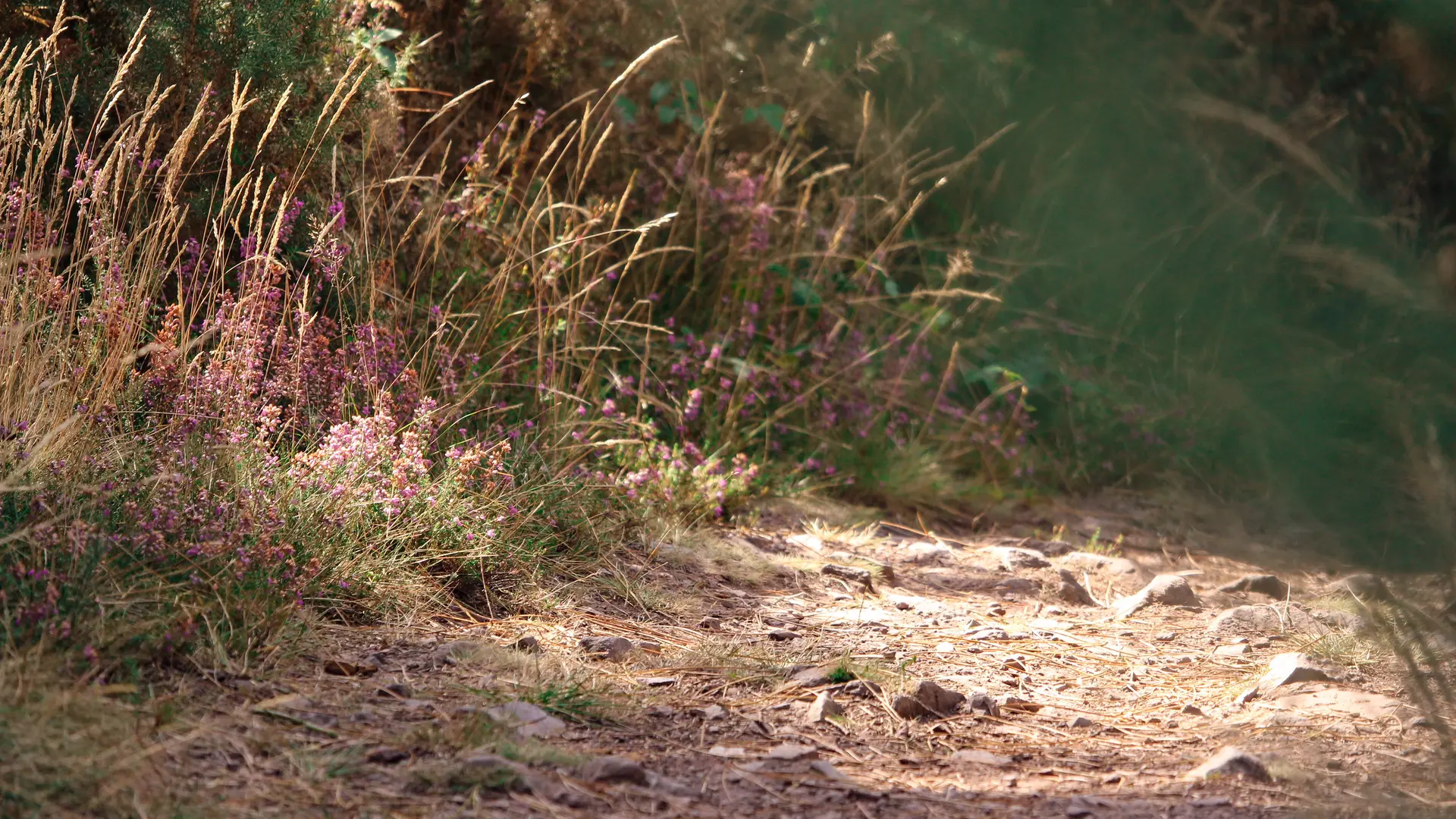Circuit trail n° 5  Saint-Gonlay