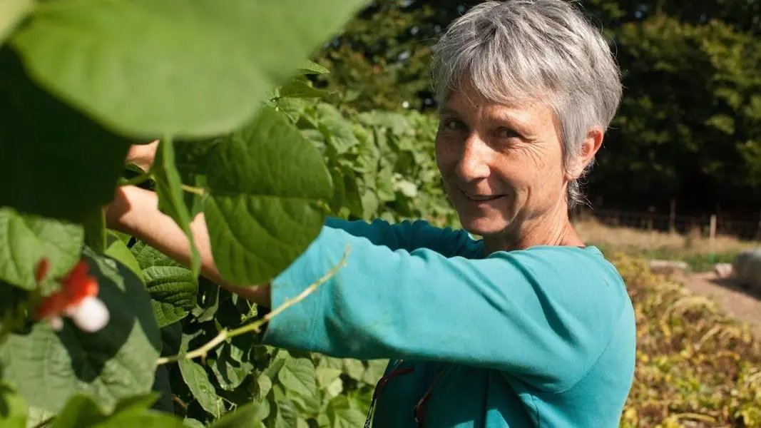 Corinne cueille les haricots verts