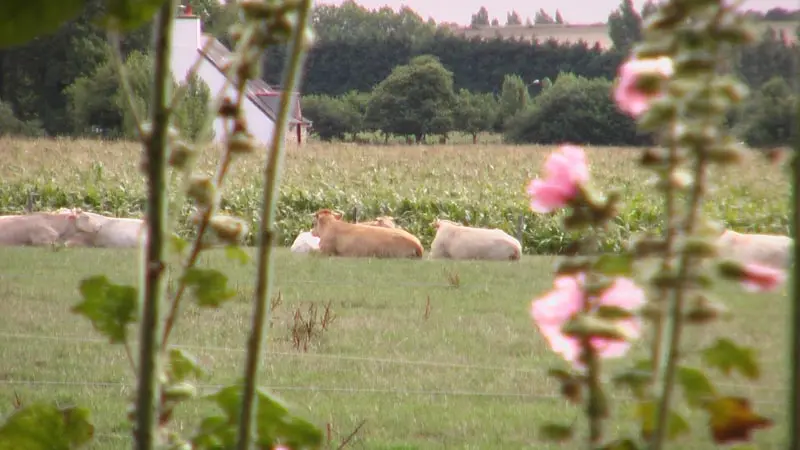 Monsieur Leroux-Fenice