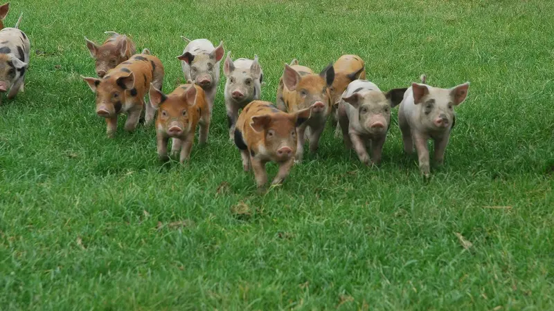 La Ferme du Pré Bois - Chacuterie - Saint-Malo