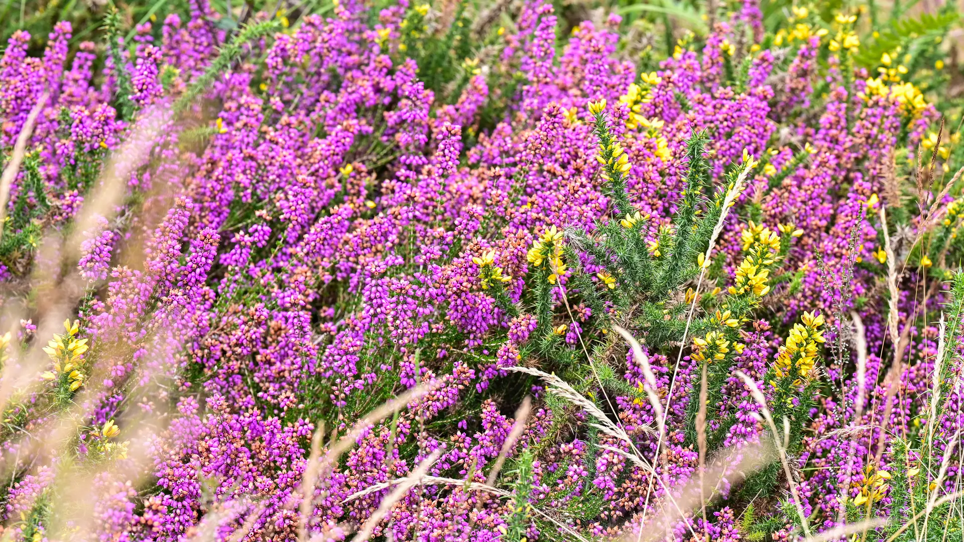 Les Landes de Monteneuf