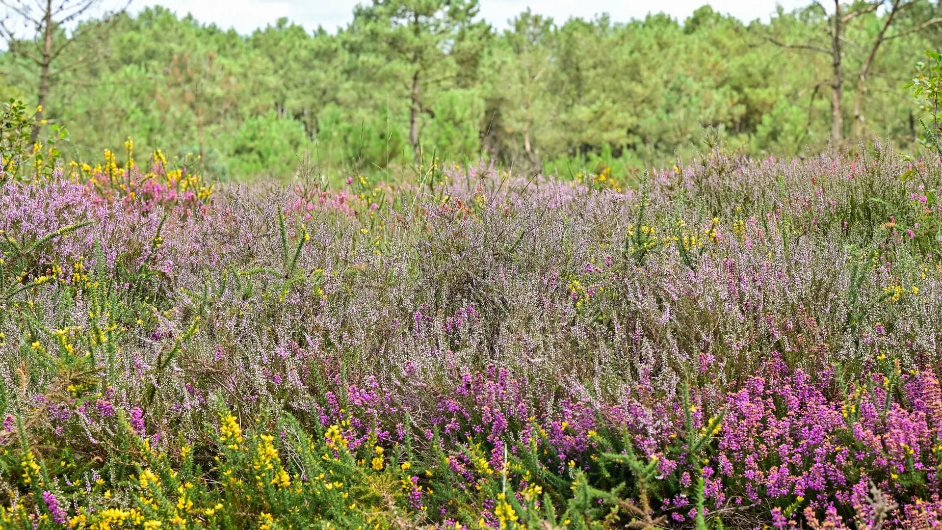 Les Landes de Monteneuf