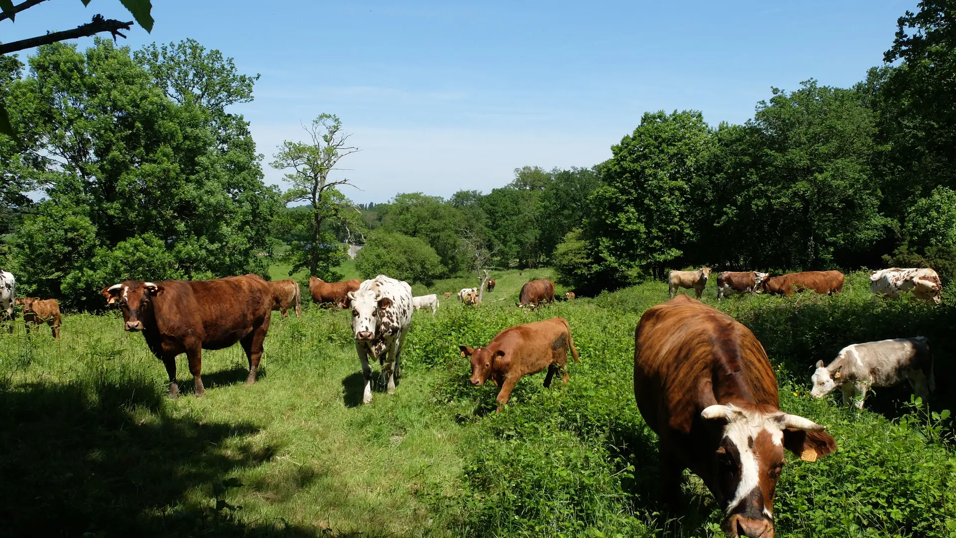 Vaches