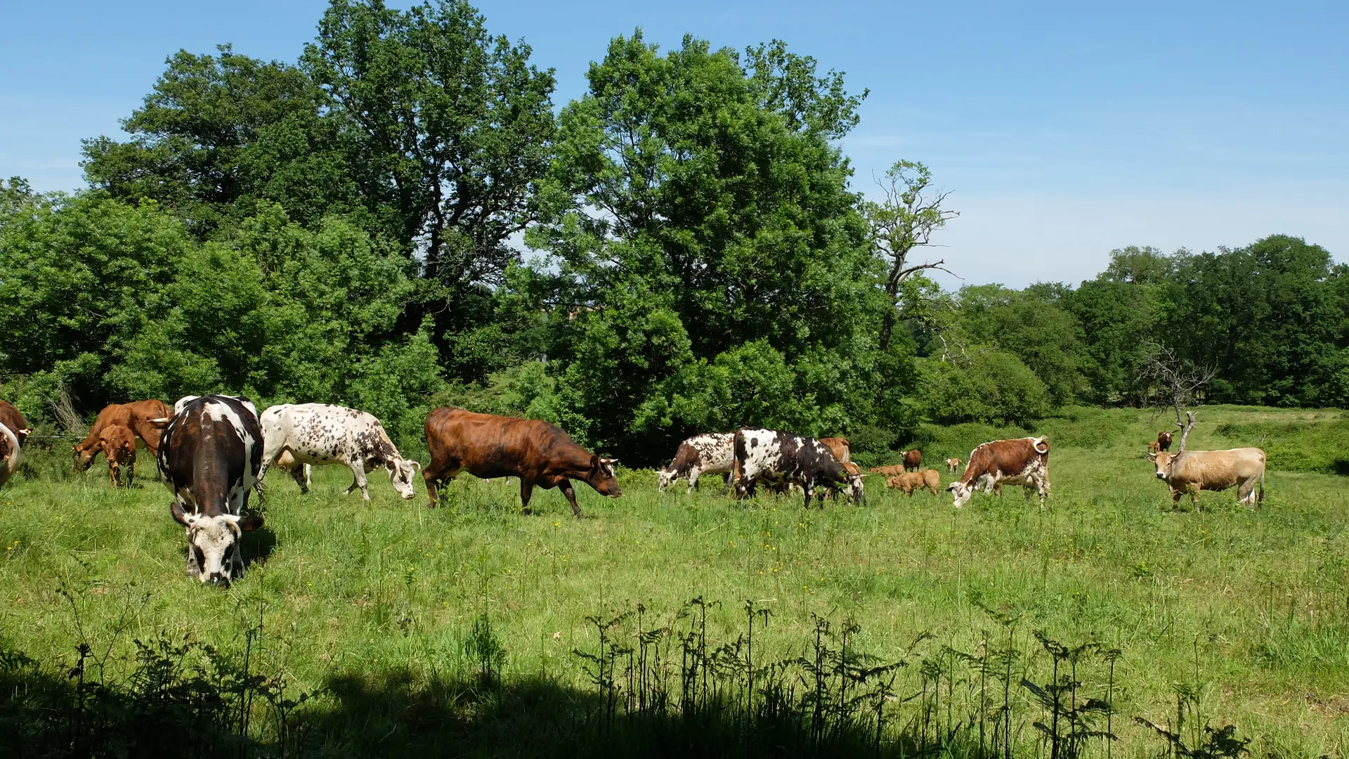 Vaches