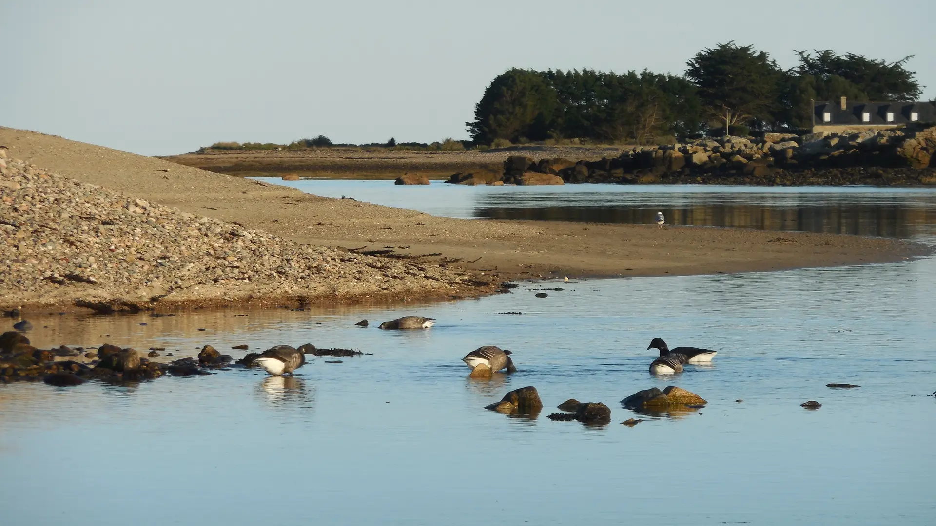 Faune Sillon de Talbert