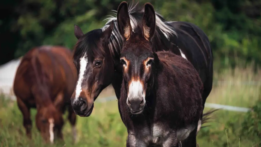 Dihan hôtel de Cabanes