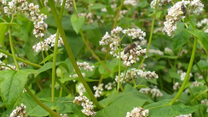 Distillerie des Menhirs