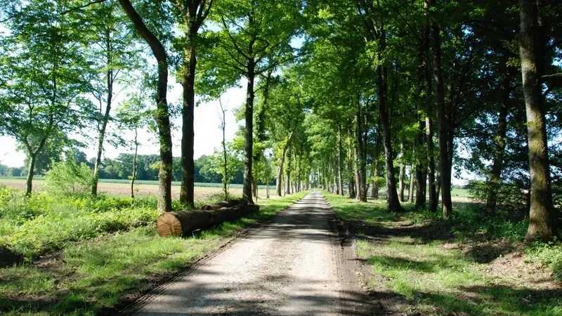 Domaine des Hayes_Maxent_Léquinais Familial_allée