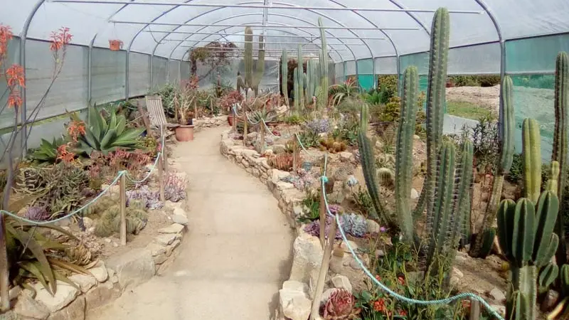 Jardin Exotique de Roscoff