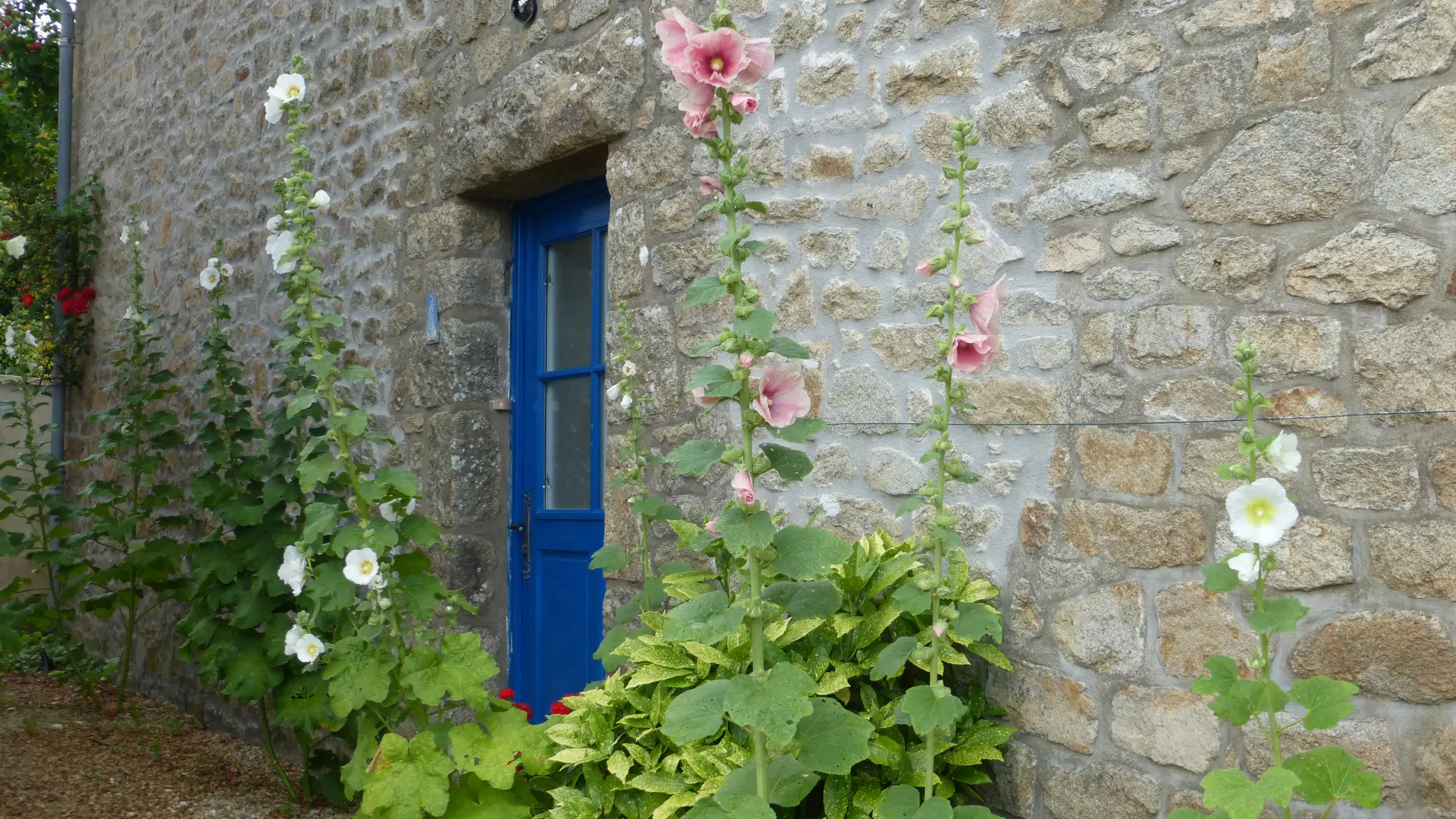 roses-trémières-location-de-maison-carnac