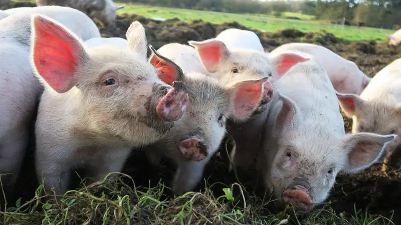 Ferme de Brénature