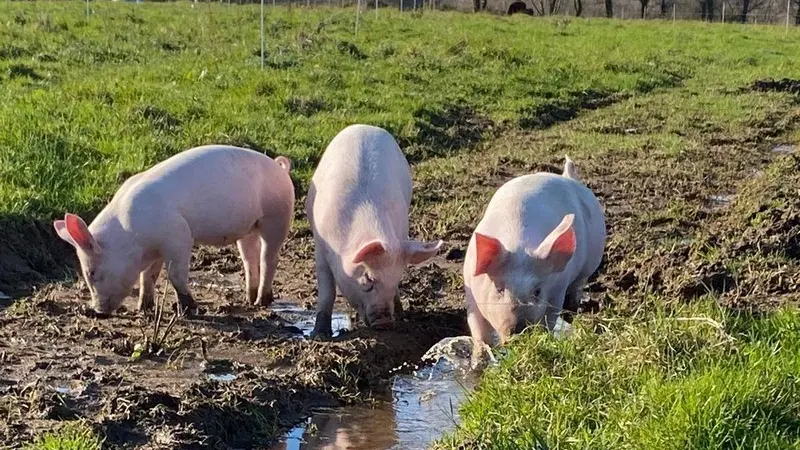 Ferme de Brénature