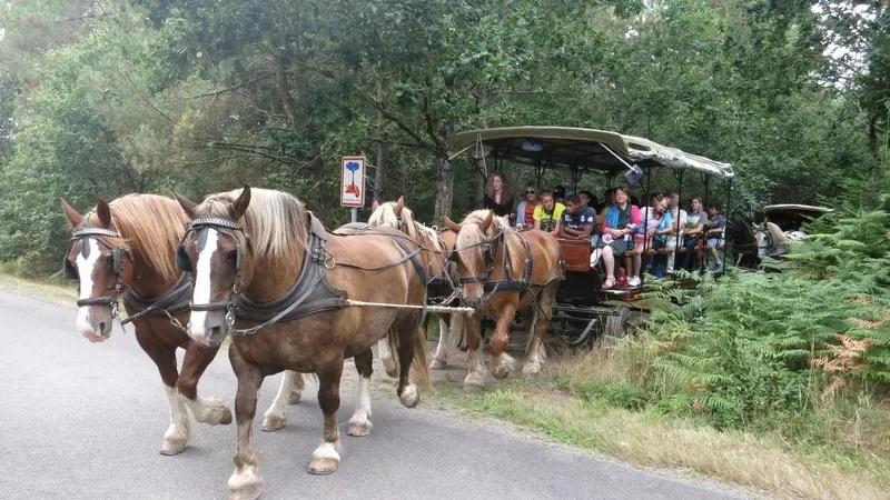 Ferme-équestre-Landelle-Porcaro-Brocéliande-Bretagne