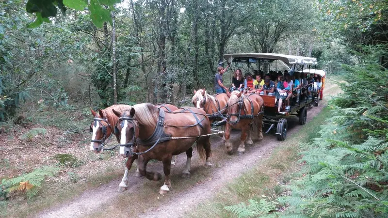Ferme-équestre-Landelle-Porcaro-Brocéliande-Bretagne