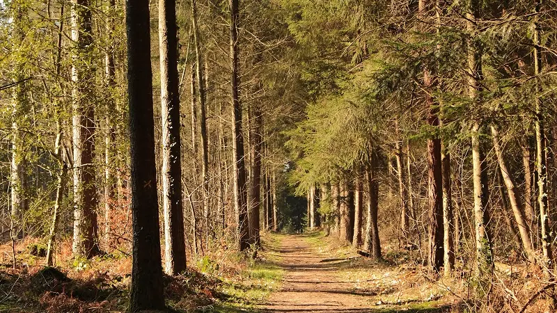 Forêt de Montfort-sur-Meu