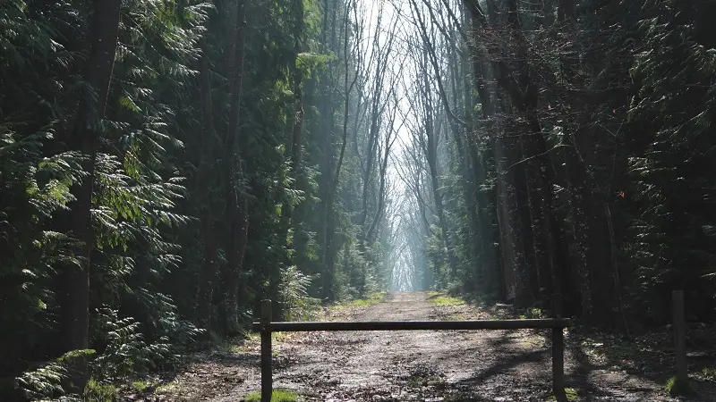 Forêt